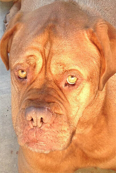 stella