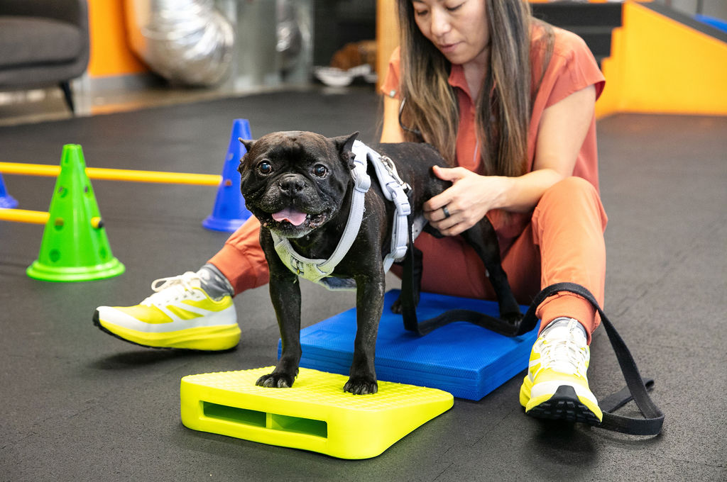 Pet rehabilitation and integrative care at Animal Wellness Center of OC