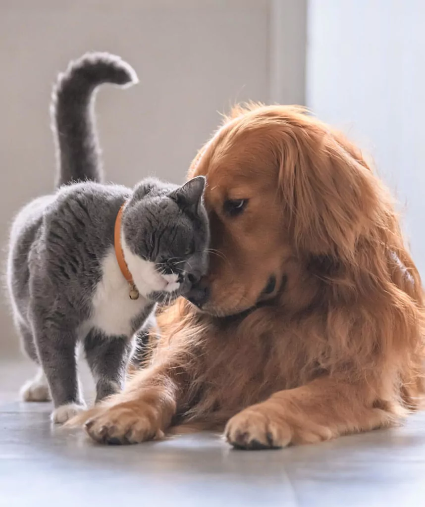 Help Your Best Friend Get Back On Their Paws